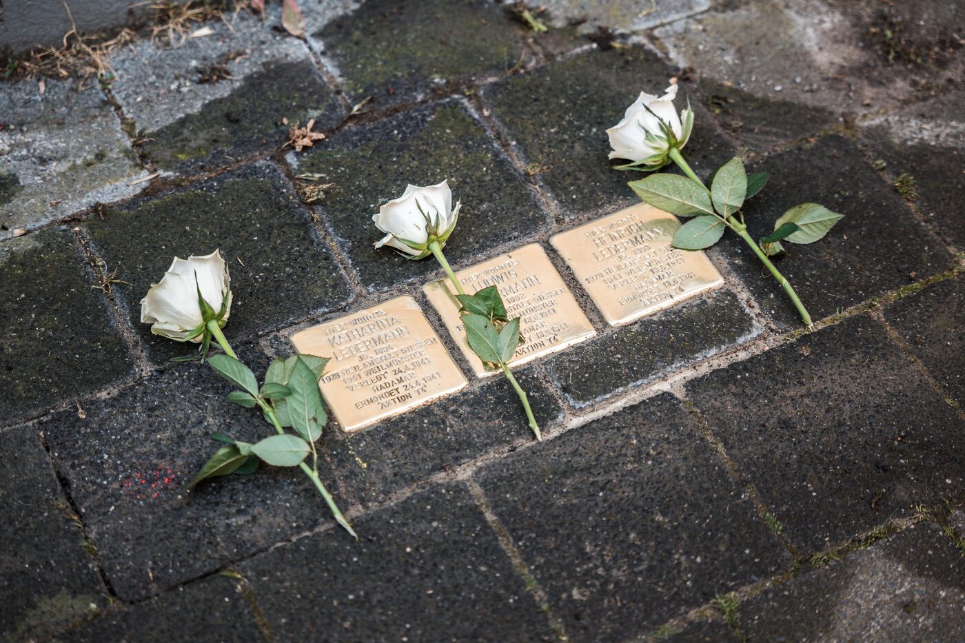 Drei Stolpersteine im dunklen Pflaster, an jedem liegt eine weiße Rose.