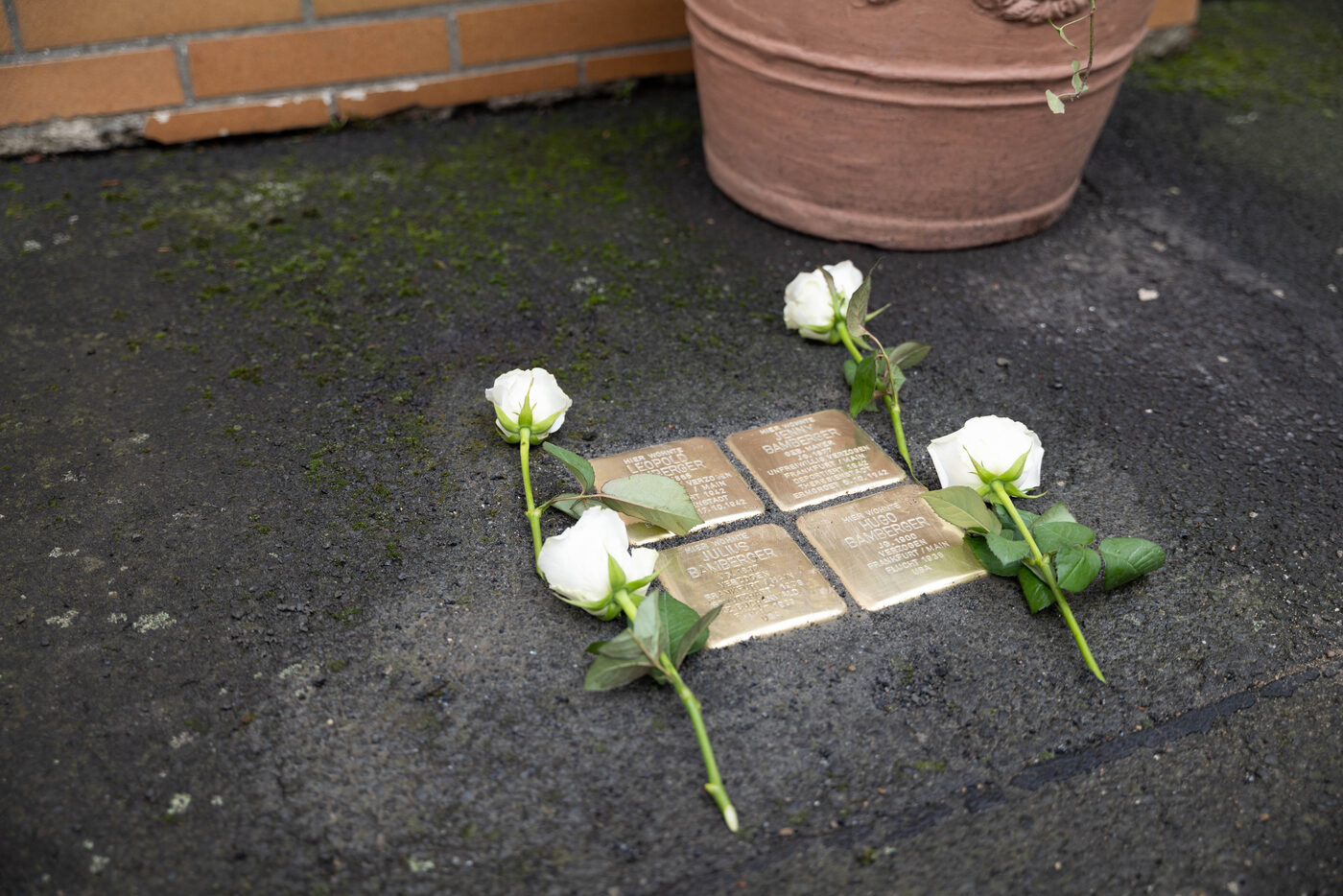 Vier Stolpersteine im Asphalt mit weißen Rosen, dahinter ein Blumentopf.