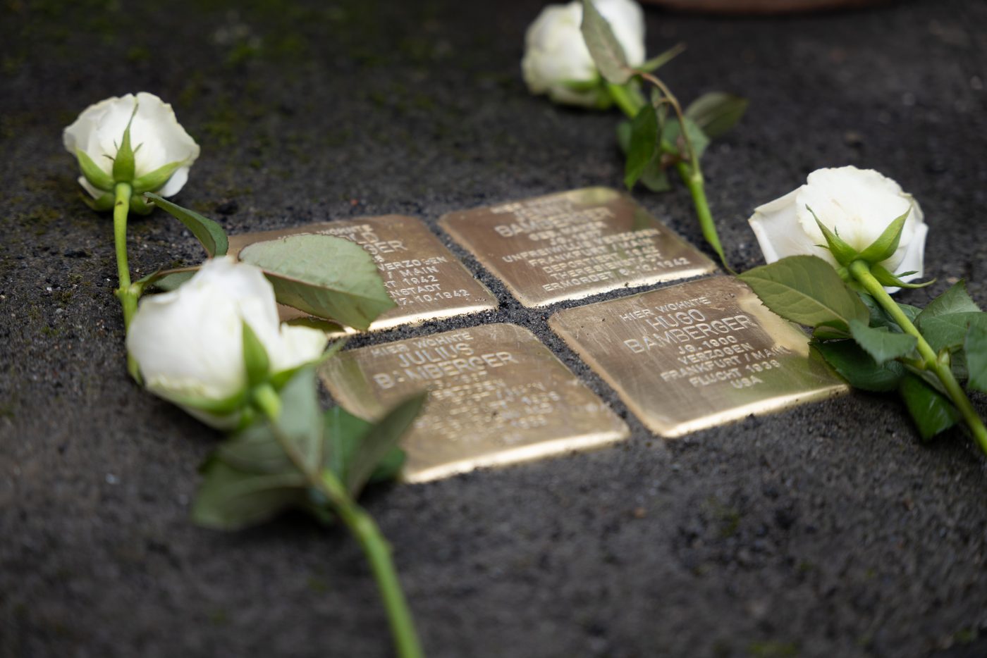 Vier Stolpersteine für die Familie Bamberger im Asphalt, daneben weiße Rosen.
