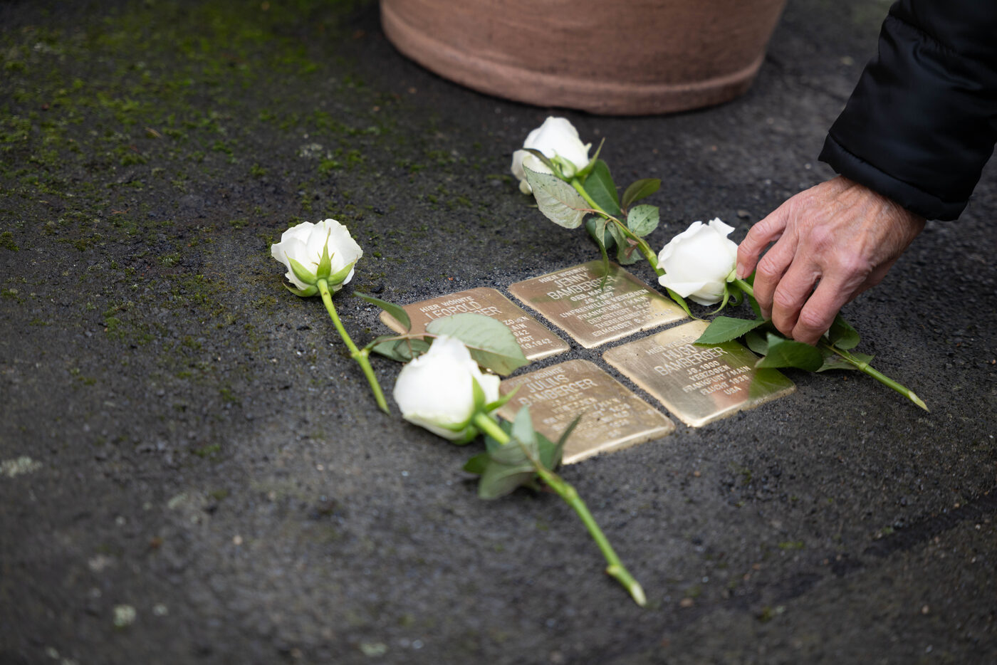 Eine Hand legt eine weiße Rose an vier Stolpersteine.