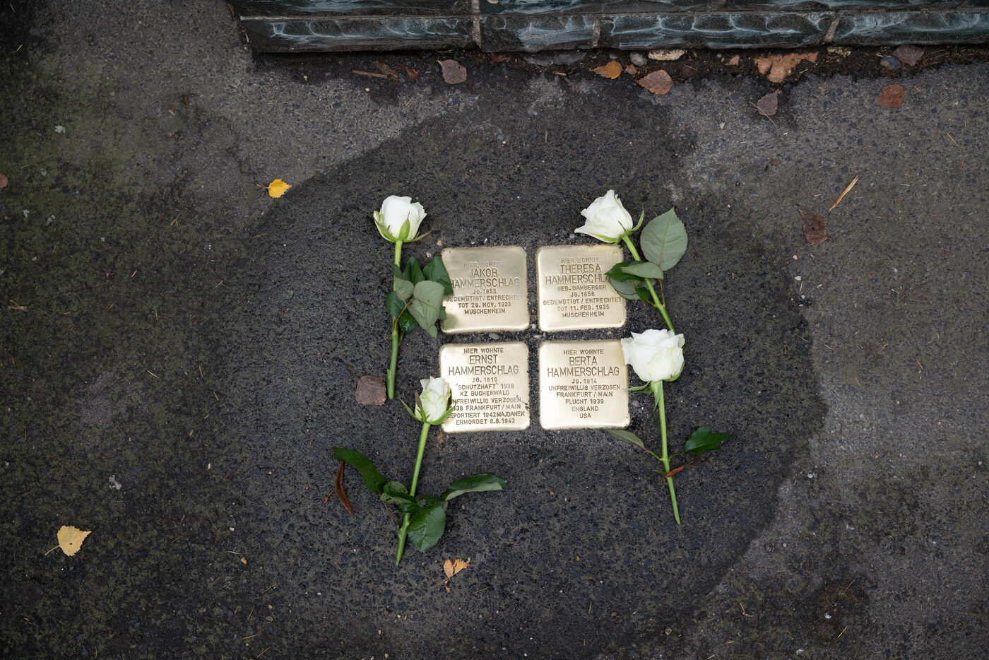 Vier Stolpersteine im Asphalt, an jeder Ecke eine weiße Rose.