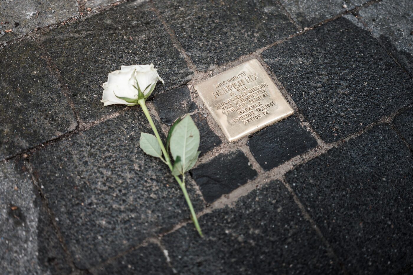 Ein Stolperstein im dunklen Pflaster, daneben eine weiße Rose.