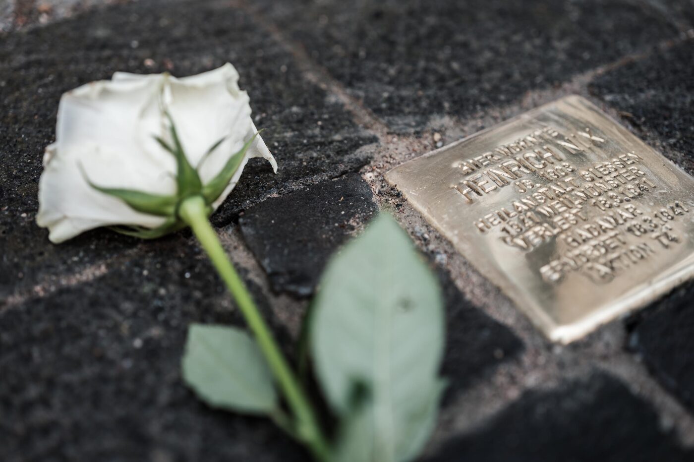 Nahaufnahme: eine weiße Rose neben einem Stolperstein.