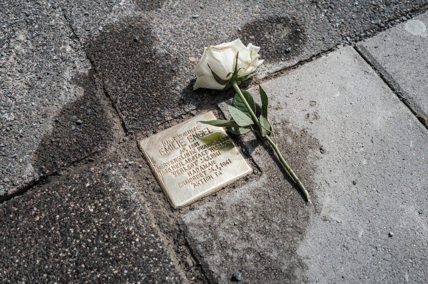 Ein Stolperstein im Gehweg, darauf eine weiße Rose.